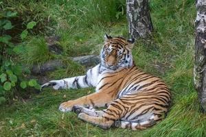 tigre siberiano o tigre de amur foto