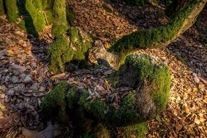 musgo que crece en un árbol muerto foto