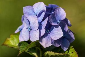 hortensia azul en plena floración foto