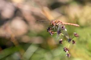 Common Darter resting on a flower head