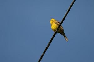 martillo amarillo disfrutando del sol de la mañana foto