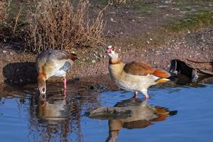 gansos egipcios y reflejos foto