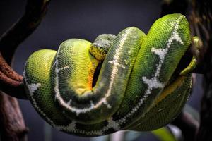 Emerald Tree Boa photo