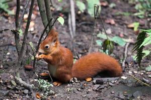 ardilla roja eurasiática foto