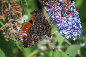 European Peacock Butterfly Feeding on Buddleia Blossom photo