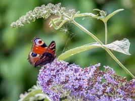 European Peacock Butterfly Feeding on Buddleia Blossom photo