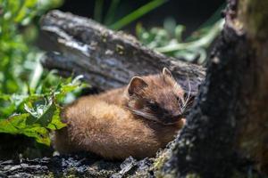 Least Weasel curled up photo