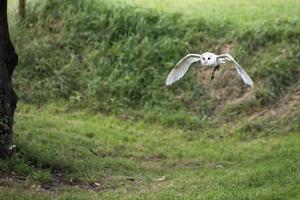 Barn Owl  in Flight photo