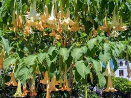 brugmansia floreciendo en estepona, españa foto