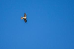 European Sparrowhawk in flight photo