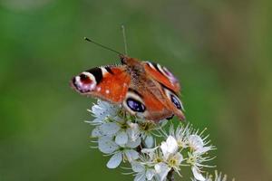 mariposa de pavo real europea foto