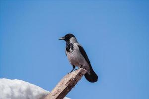 un cuervo gris adulto se sienta contra un cielo azul. foto