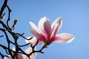 backlit pink magnolia tree blossom against clear blue sky photo