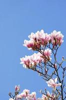 blossoming of magnolia tree in Germany in March photo