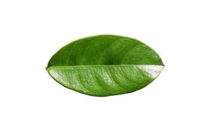 Green leaves isolated on a white background with clipping path. photo