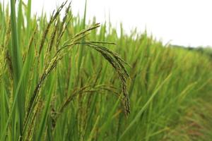 Bunch of green paddy in the rice plant field. photo