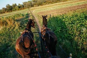 pair of draught horses photo