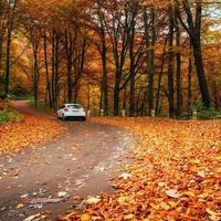 coche en un camino forestal foto