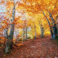 winding road in autumn landscape photo