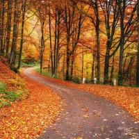 Sunset in the autumn forest photo