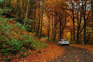 coche en un camino forestal foto