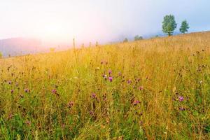 grass field in the mountains photo