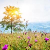 grass field in the mountains photo