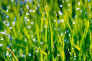 background of dew drops on grass