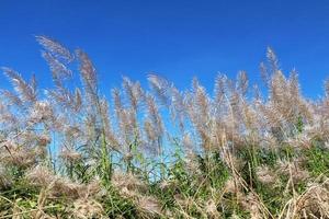 Grass flowers with blue sky backdrop. photo