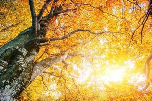 coronas amarillas de árboles en un bosque en otoño