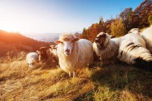 Herd of sheep on mountain meadow photo