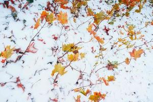hojas en la nieve foto