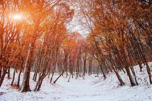 primera nevada en el bosque. foto