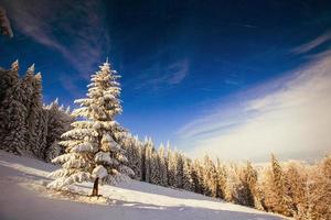árboles cubiertos de nieve en las montañas foto