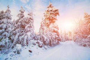 magical winter snow covered tree photo