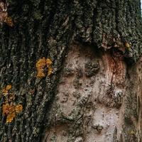 textura de madera de un árbol viejo foto
