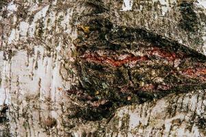 Background texture of birch bark photo