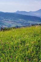 Close view of several red clover heads photo