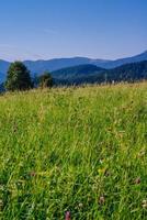 Close view of several red clover heads photo