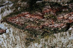 Background texture of birch bark photo