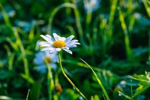 white daisy on the grass photo