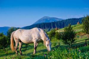 pasto de caballos en verano foto