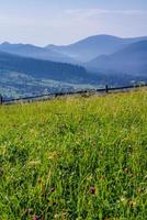 Close view of several red clover heads photo