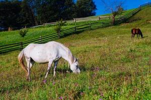 pasto de caballos en verano foto