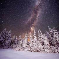 Starry sky and trees in hoarfrost photo