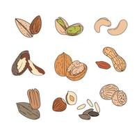 frutos secos con diferentes tipos de iconos en estilo doodle. nueces, avellanas, cacahuetes, almendras, pacanas, anacardos, pistachos, piñones, nueces de Brasil, nuez moscada sobre un fondo blanco.