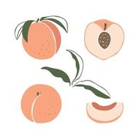 Set of hand drawn doodle style peaches in different forms. Vector illustration isolated on white background.