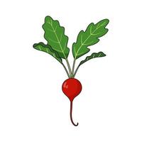 Ripe red radish with green leaves isolated on white background vector