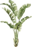 Tree green palm, watercolor illustration.