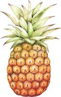 Fruit pineapple watercolor illustration, hand painted. vector
